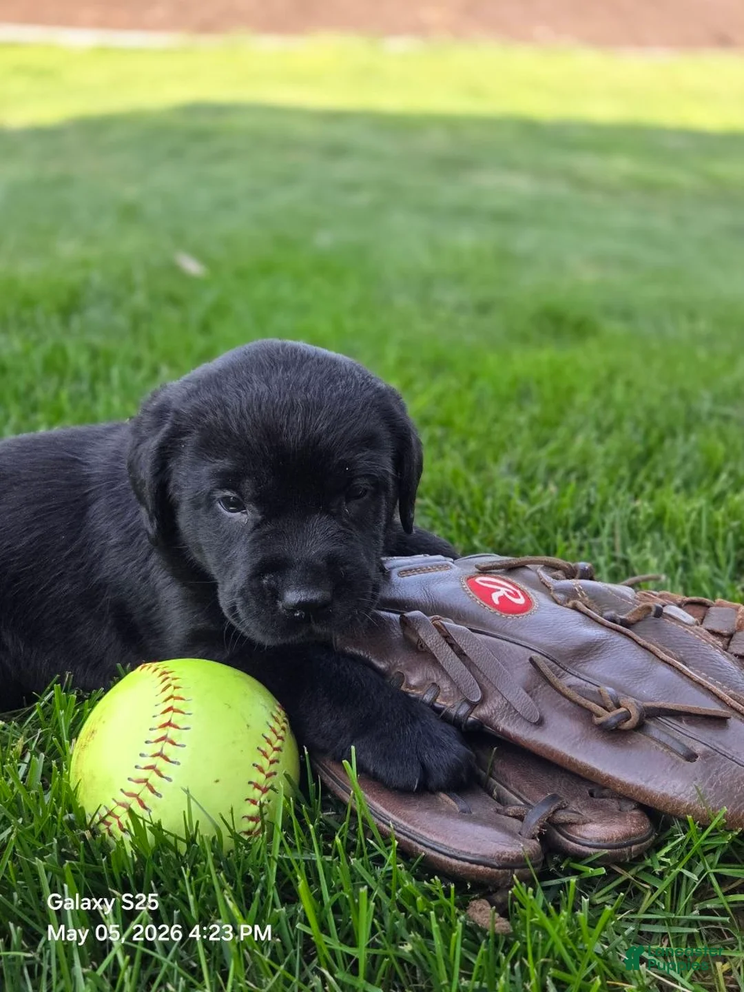 Labrador Retriever dogs for sale: Labrador Retriever Puppy 5 - Ad 1