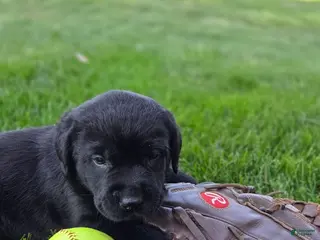 Labrador Retriever dogs for sale: Labrador Retriever Puppy 5 - Ad 4