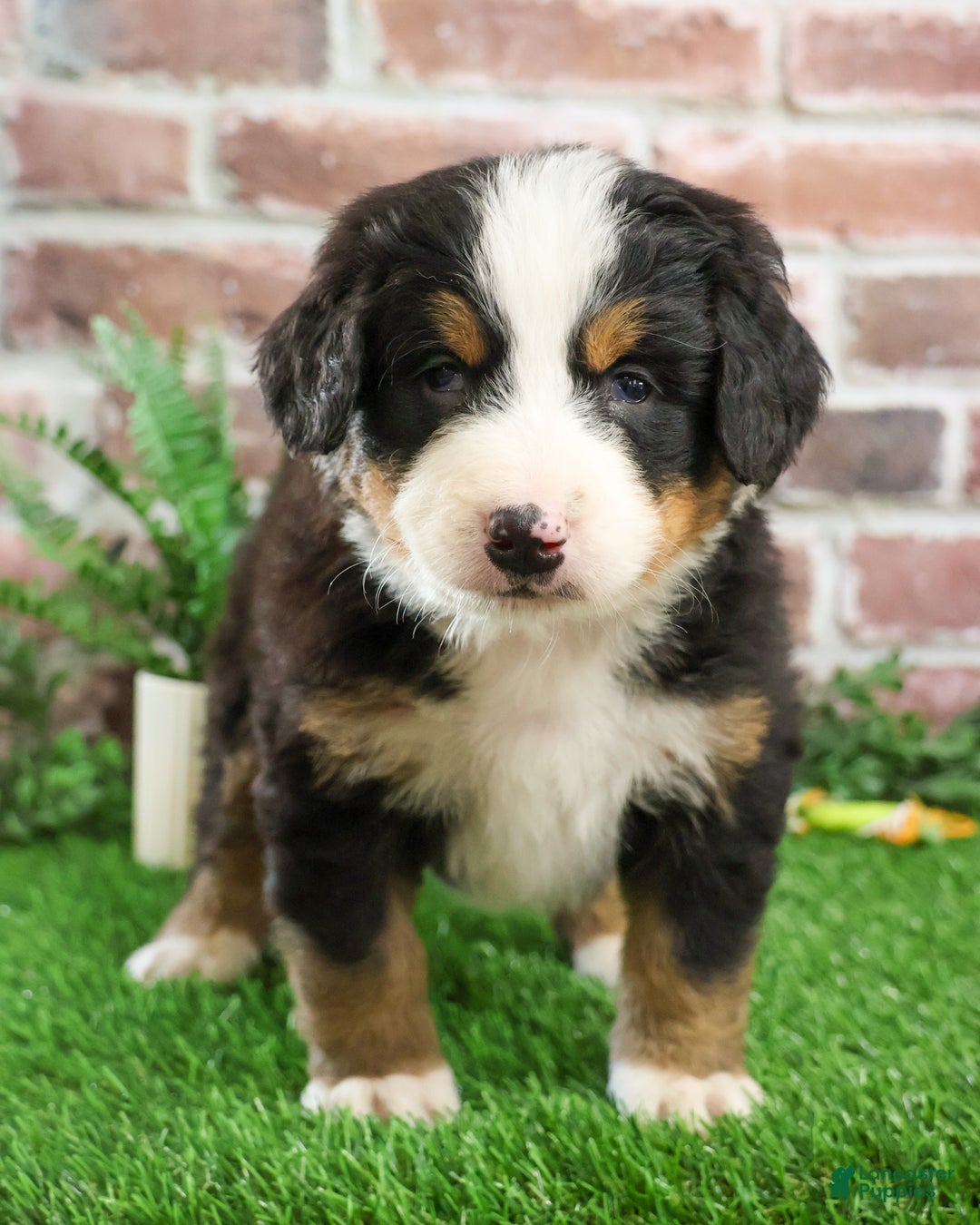 Bernese Mountain Dog dogs for sale: Nutcracker  - Ad 6