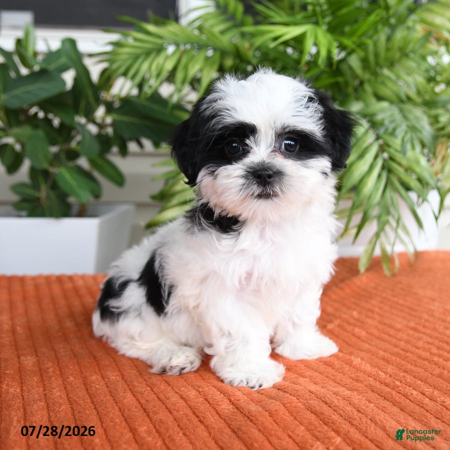 Malshi dogs Hadassah - Ad 2