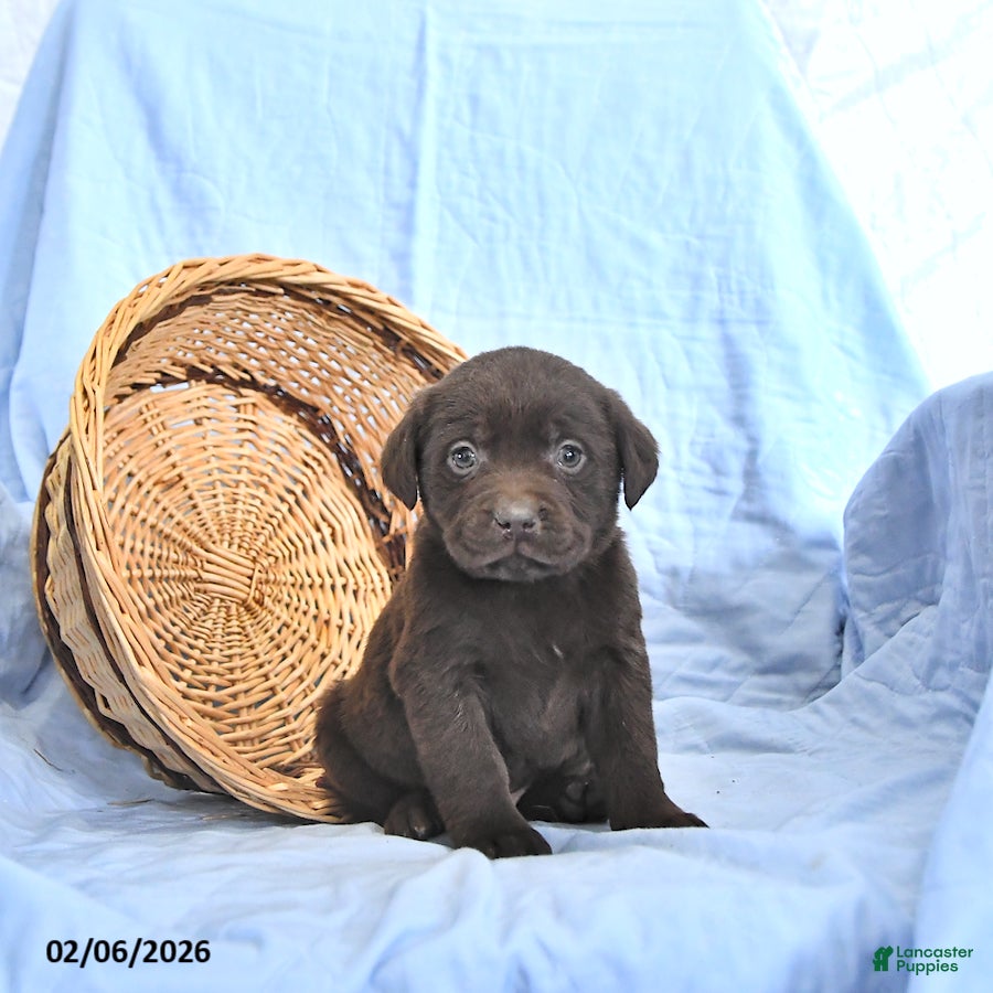 Labrador Retriever dogs Dixon     EXTRA SMALL - Ad 2