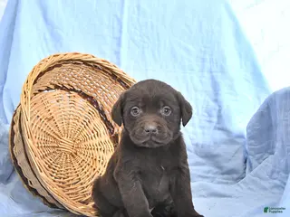 Labrador Retriever dogs Dixon EXTRA SMALL - Ad 2