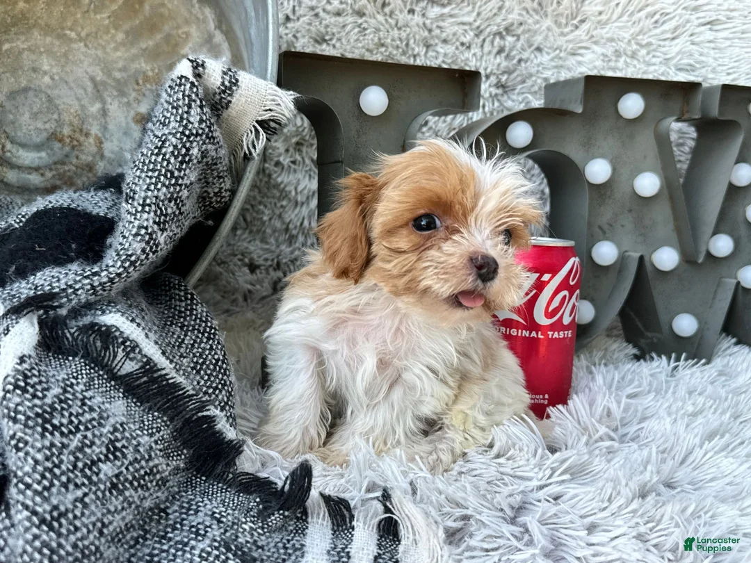 Cavapoo dogs for sale: Acorn - Ad 2