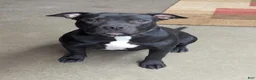 American Bully dogs for sale: American Bully orange - Ad 5