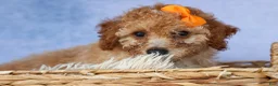 Miniature Poodle dogs for sale: WAYNE - Ad 11