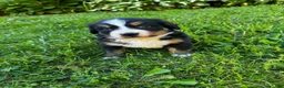 Bernese Mountain Dog dogs for sale: Annie - Ad 8