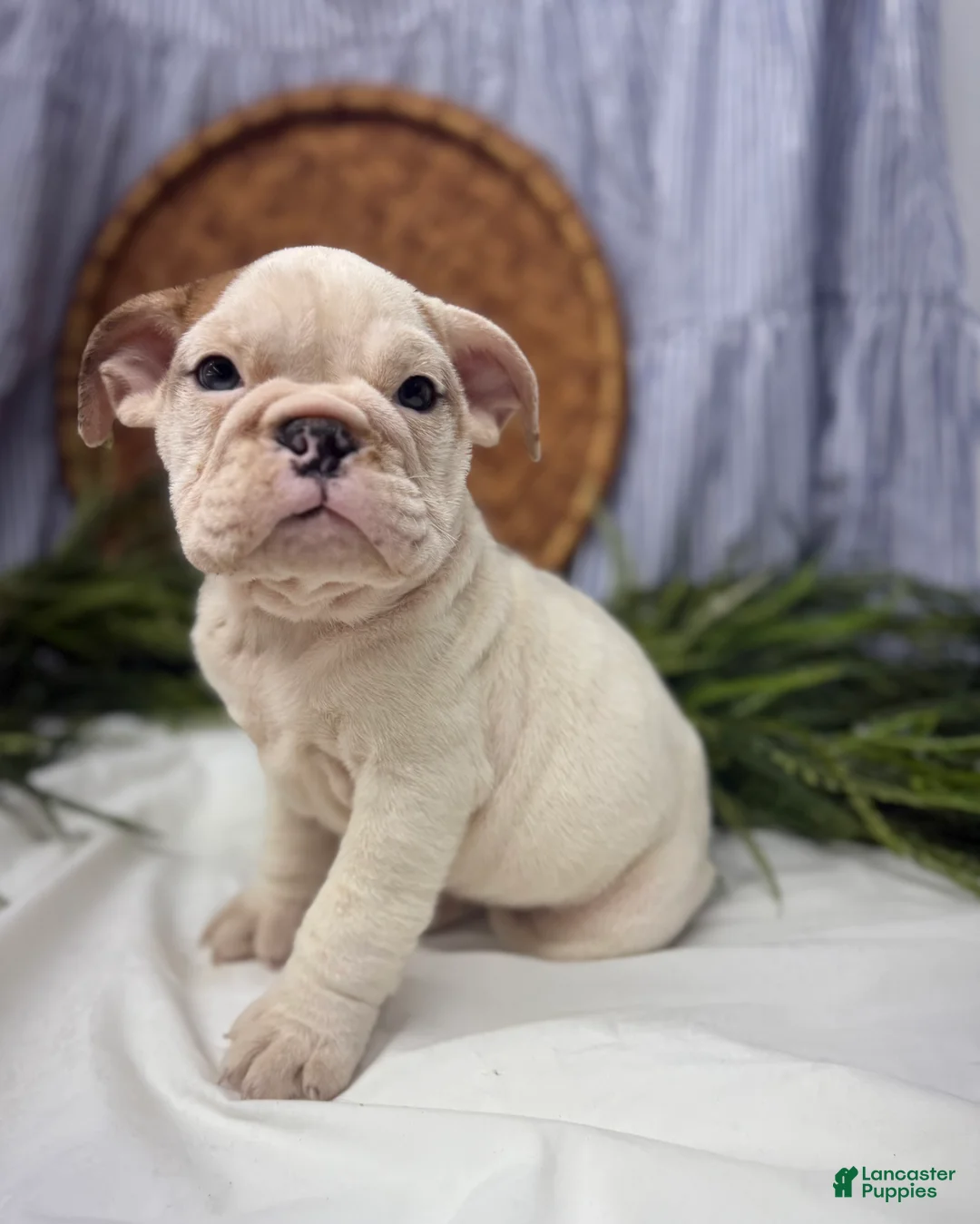 English Bulldog dogs for sale: Sampson - Ad 2