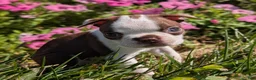 Boston Terrier dogs for sale: Cranberry - Ad 3