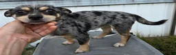 Chihuahua dogs for sale: Chihuahua Azul - Ad 2