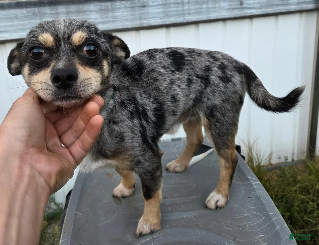 Chihuahua dogs for sale: Chihuahua Azul - Ad 2