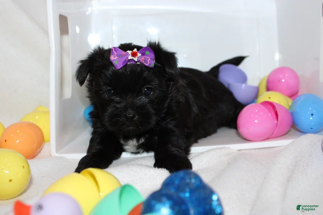 Shorkie dogs for sale: Sassy - Ad 3