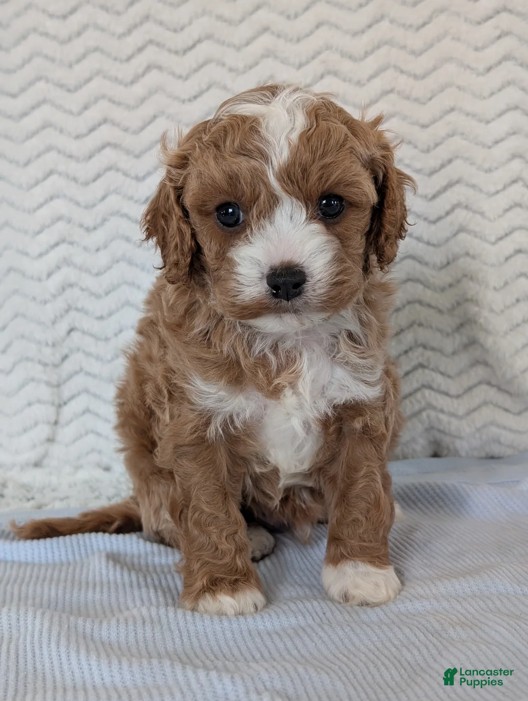 Cavapoo dogs for sale: Kody - Ad 23
