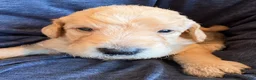 Double Doodle dogs for sale: River - F2 Double Doodle - Ad 17