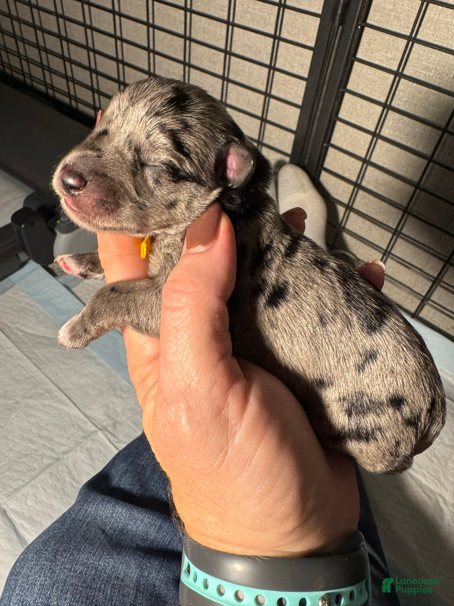 Miniature Schnauzer dogs Tater - Ad 5