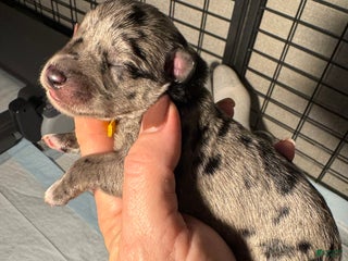 Miniature Schnauzer dogs Tater - Ad 2