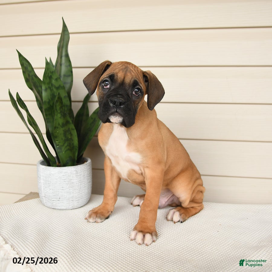 Boxer dogs Jasper - Ad 2
