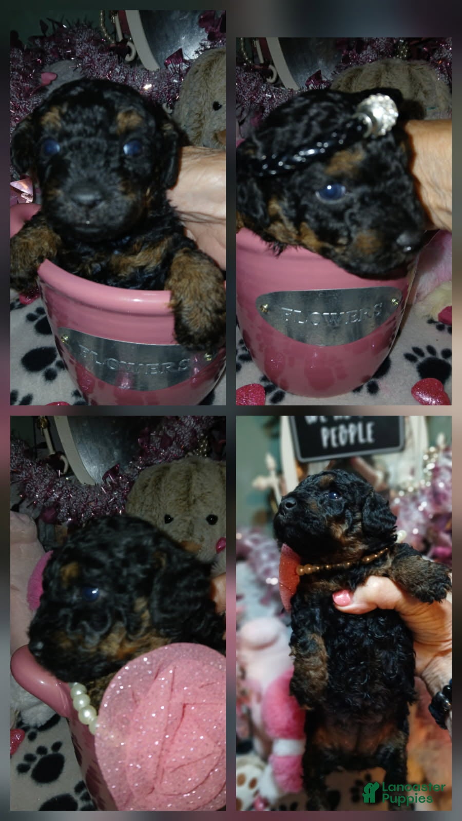 Toy Poodle dogs Lacey - Ad 3