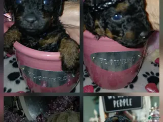 Toy Poodle dogs Lacey - Ad 1