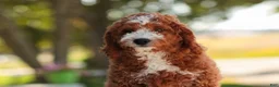 Cavapoo dogs for sale: Blaise Cavapoo  - Ad 6