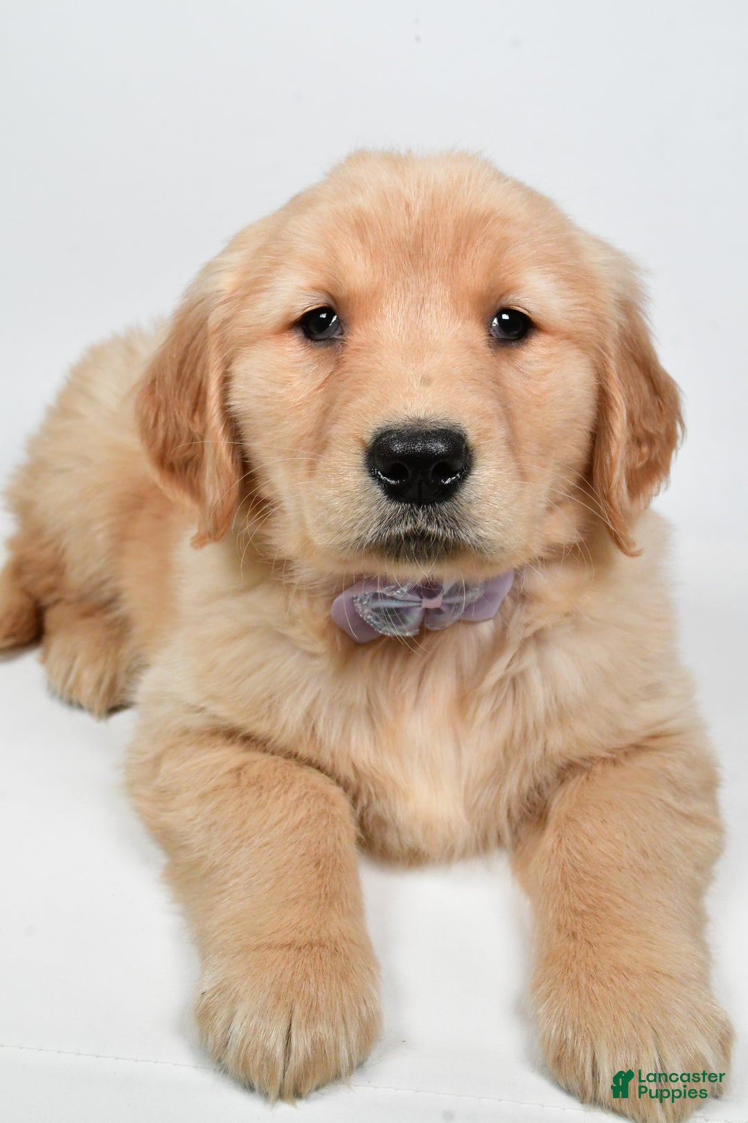 Golden Retriever dogs for sale: Lilly - Ad 6