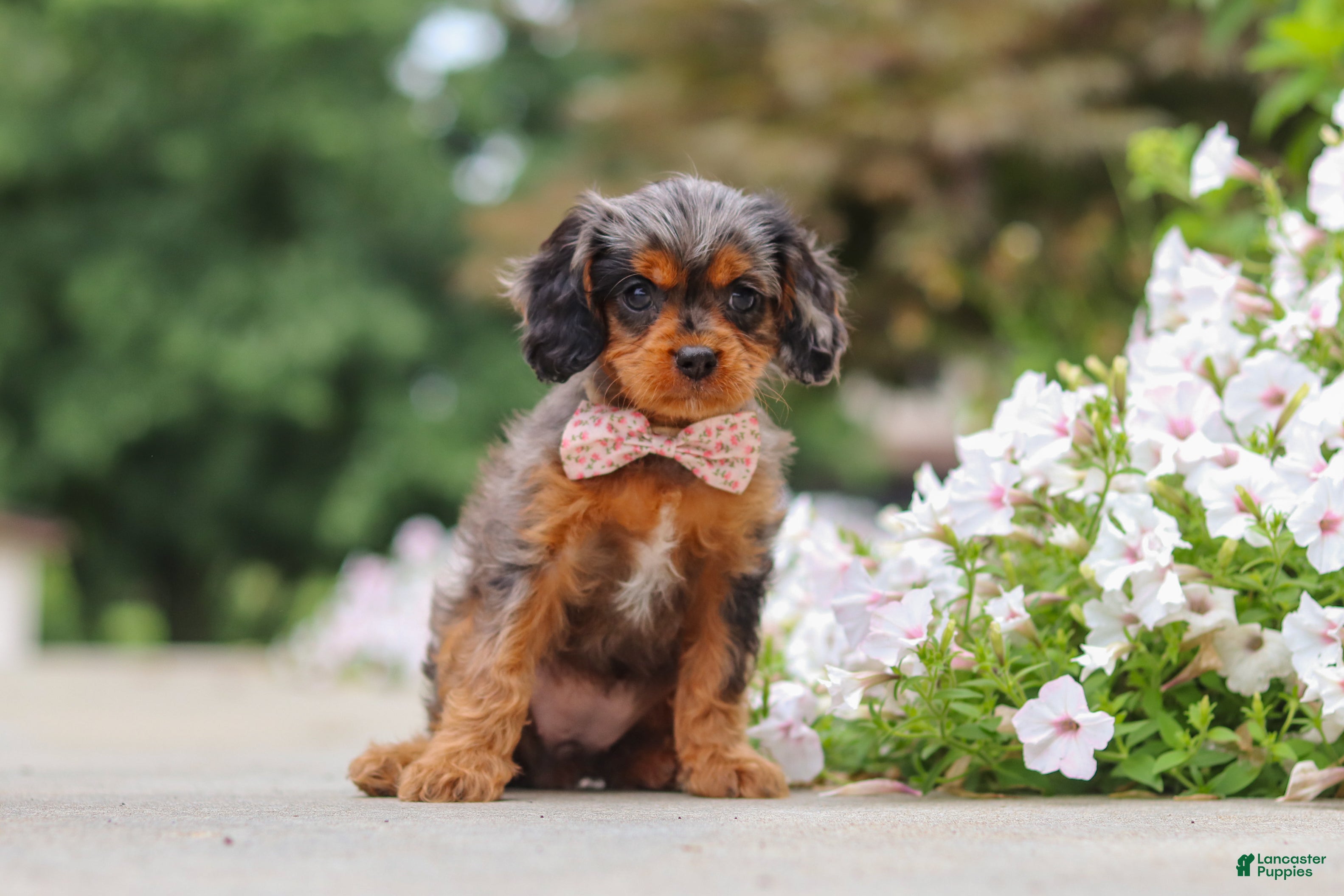 Cavapoo dogs Indy - Ad 2