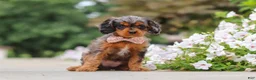 Cavapoo dogs for sale: Indy - Ad 2