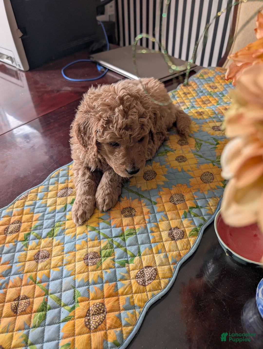 Goldendoodle dogs for sale: Henry - Ad 8