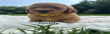 Teddy