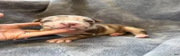American Bully dogs for sale: Raven - Ad 7