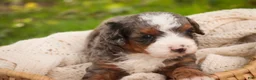 Bernedoodle dogs for sale: Everest Miniature Bernedoodle  - Ad 2