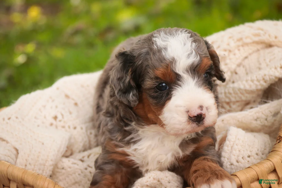 Bernedoodle dogs for sale: Everest Miniature Bernedoodle  - Ad 2