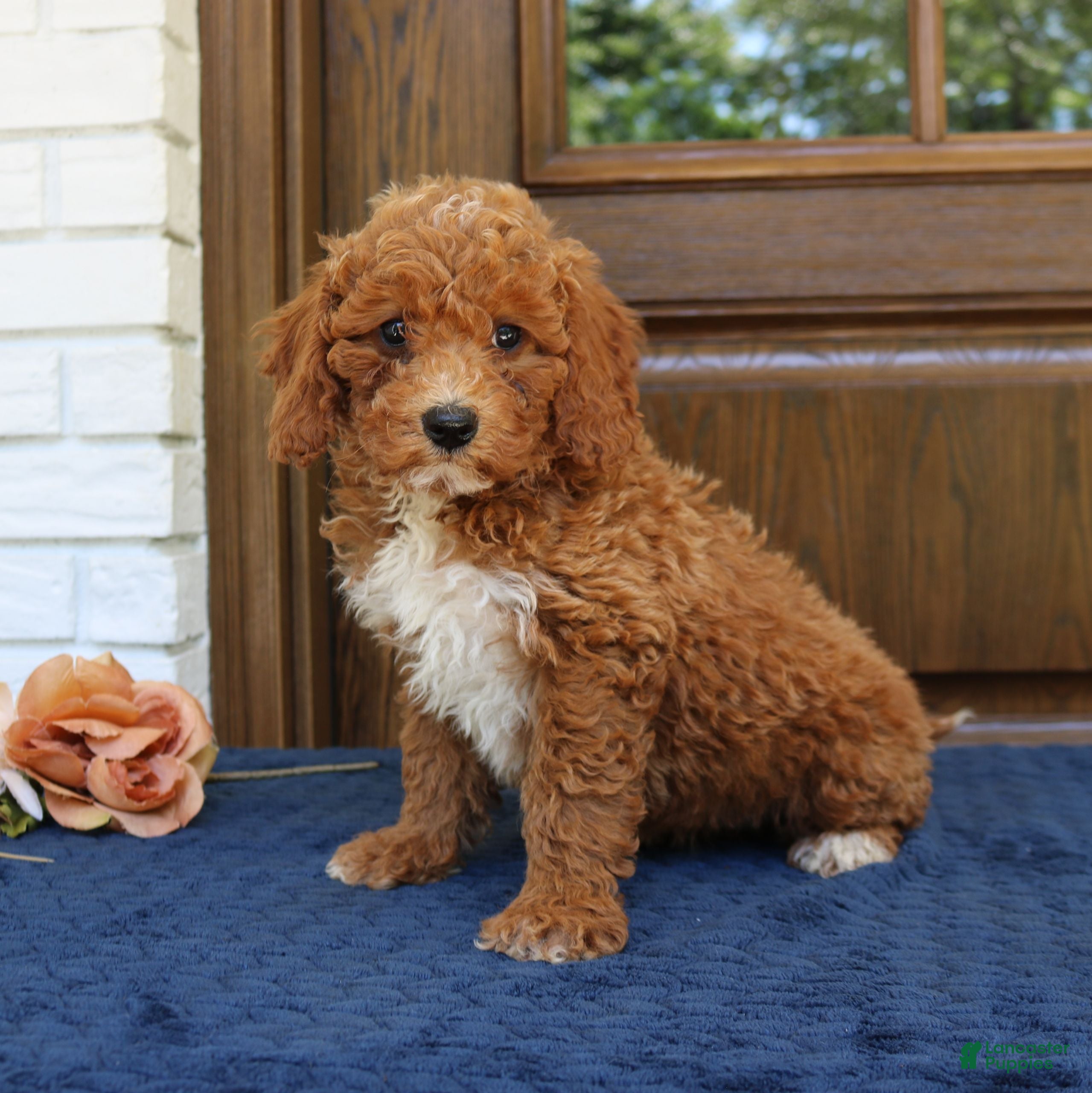 Mini Goldendoodle dogs Stella  - Ad 2