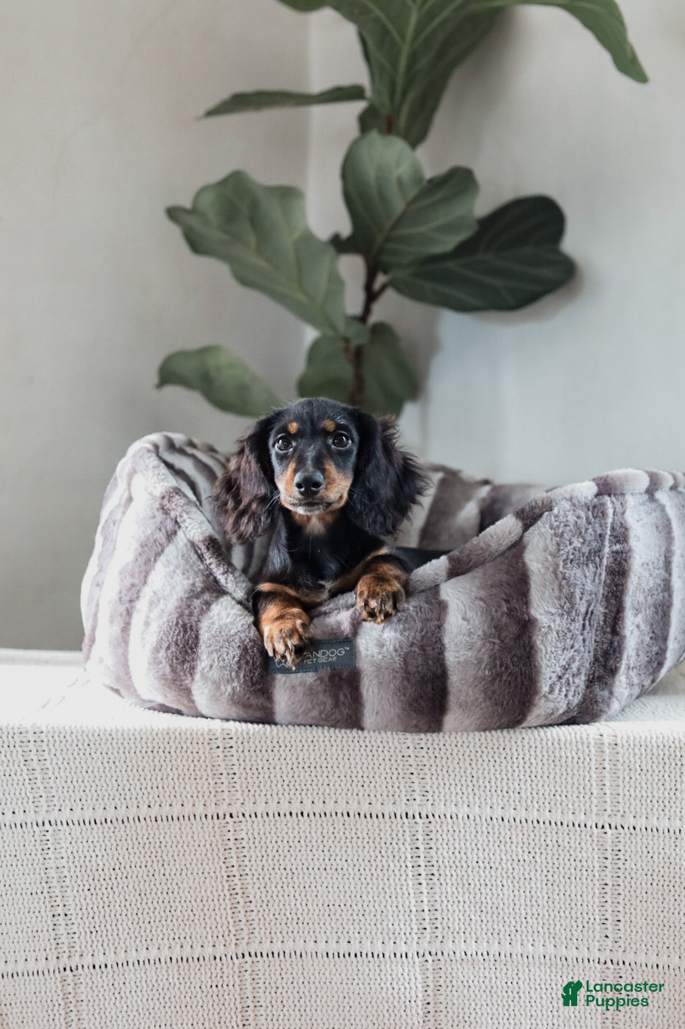 Miniature Dachshund dogs Auburn - Ad 1