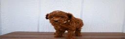 Miniature Poodle dogs for sale: Denver  💕🐶 - Ad 12