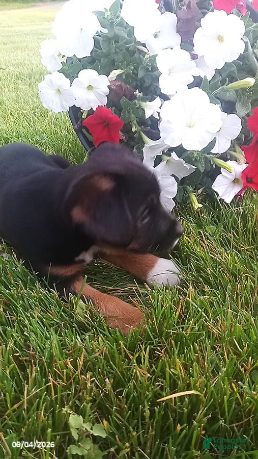 Mixed Breed dogs for sale: Sasha - Ad 8