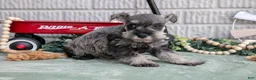 Miniature Schnauzer dogs for sale: Missy - Ad 2