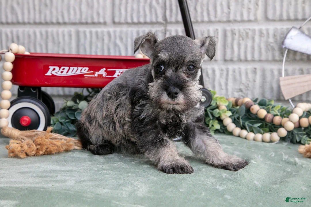 Miniature Schnauzer dogs for sale: Missy - Ad 2