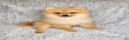 Pomeranian dogs for sale: Ace - Ad 3