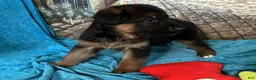 German Shepherd dogs for sale: Veronica - Ad 21
