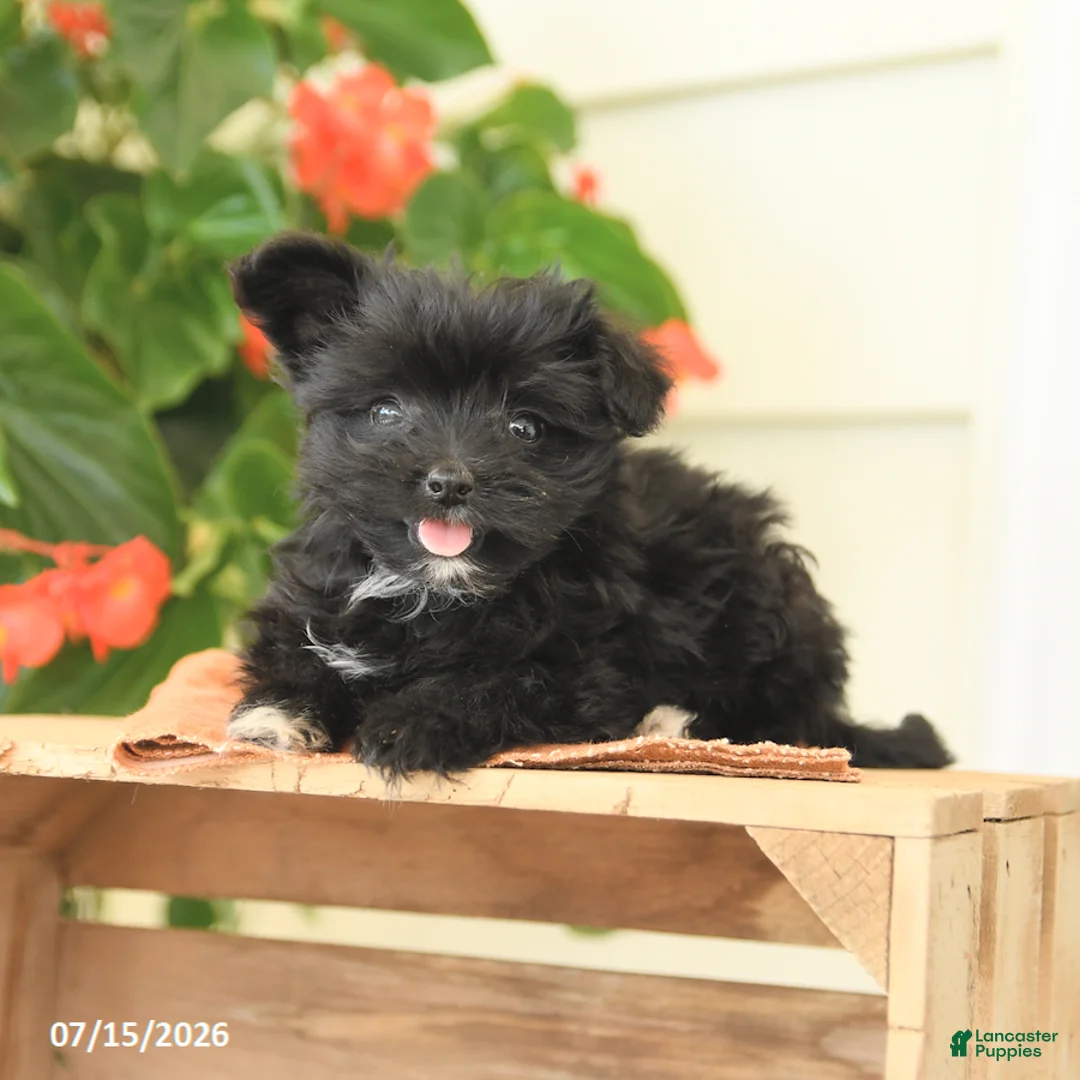 Morkie dogs for sale: Hannah - Ad 2