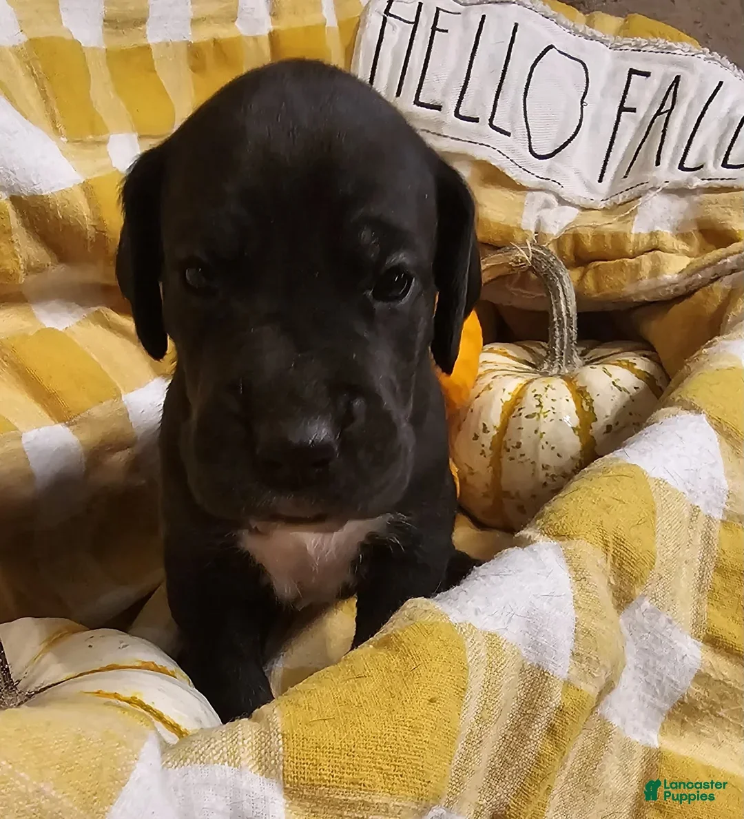 Great Dane dogs for sale: Espresso - Ad 5