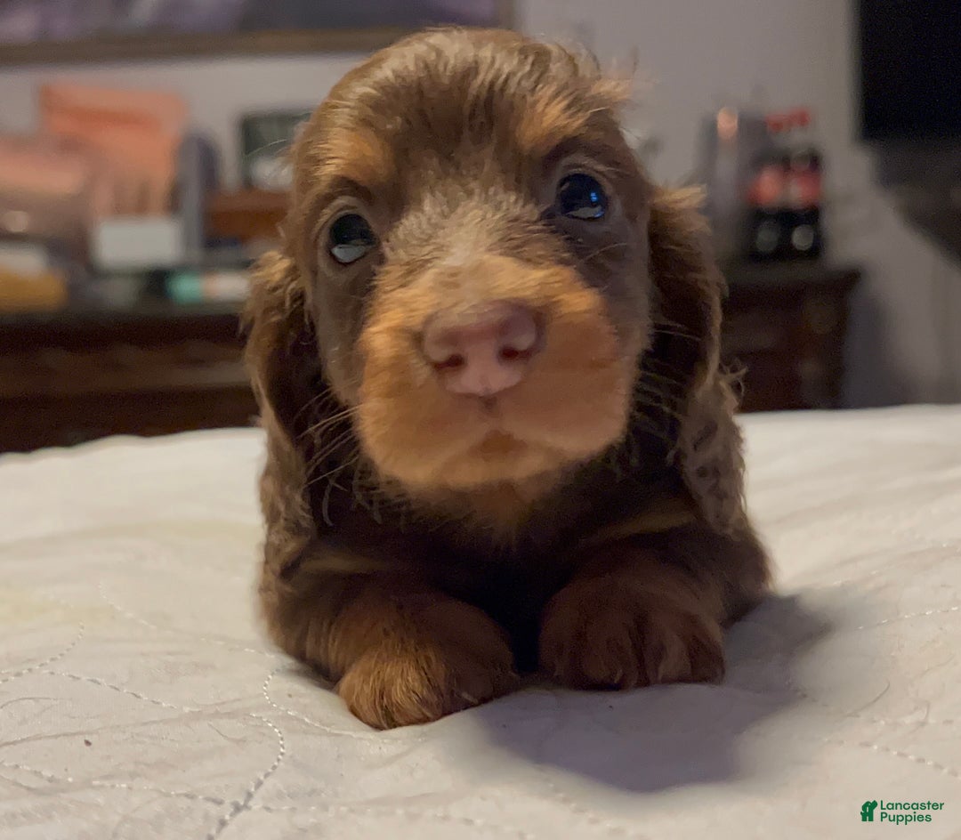 Miniature Dachshund dogs for sale: Russian overbite discounted - Ad 6