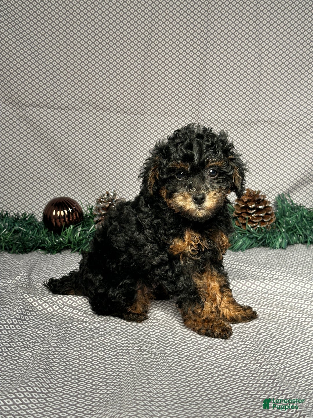 Miniature Poodle dogs for sale: Olive - Ad 2