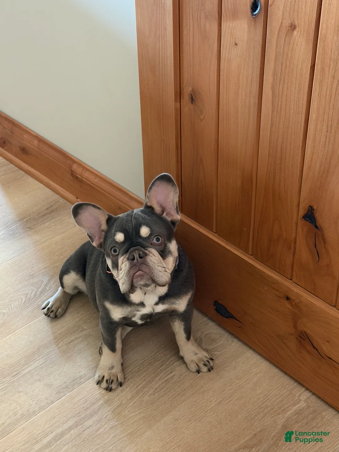 French Bulldog dogs for sale: French Bulldog Puppy 1 - Ad 3