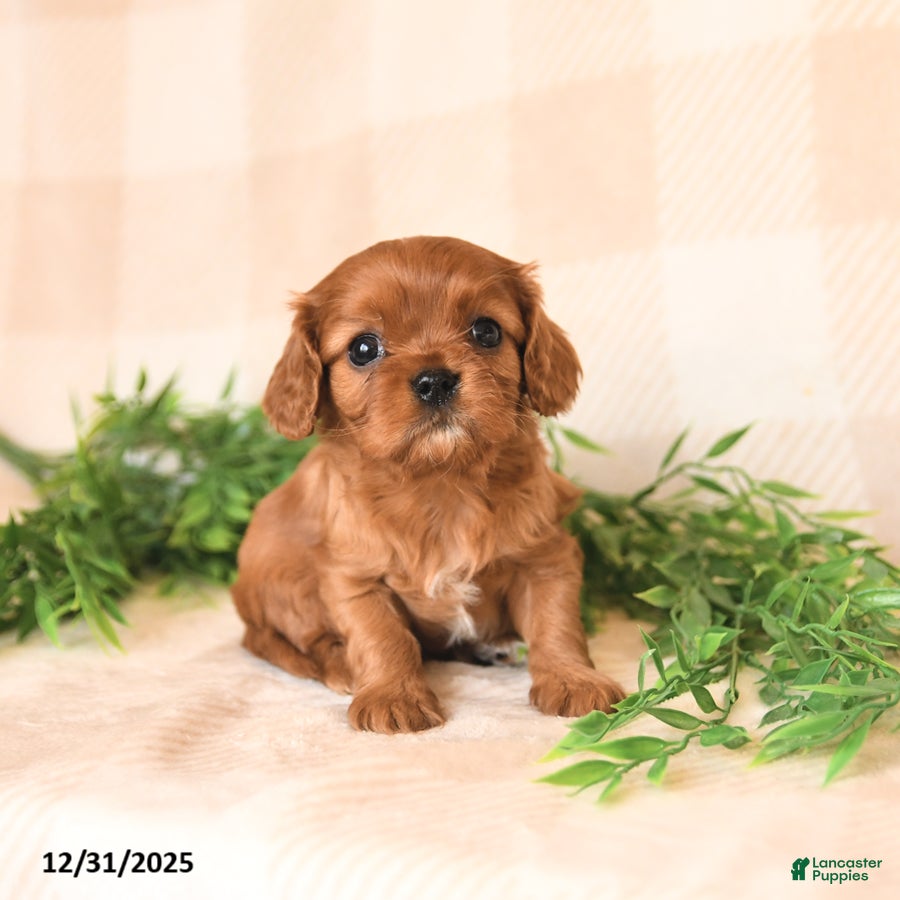 Cavalier King Charles Spaniel dogs Sailor - Ad 2