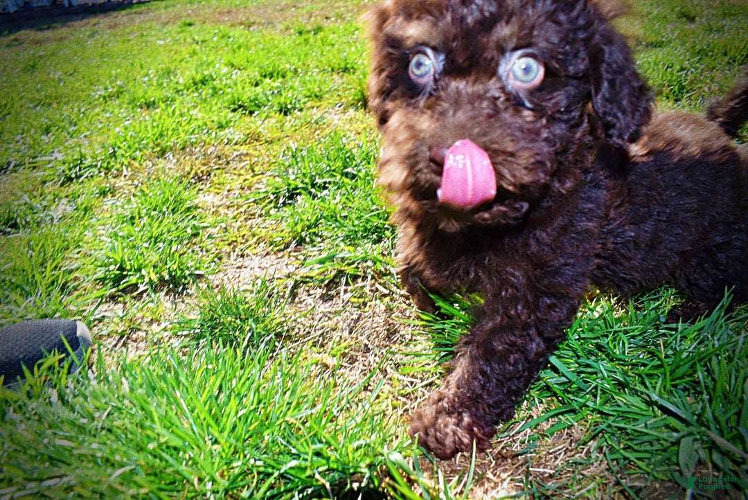 Havapoo dogs for sale: Izzy - Ad 17