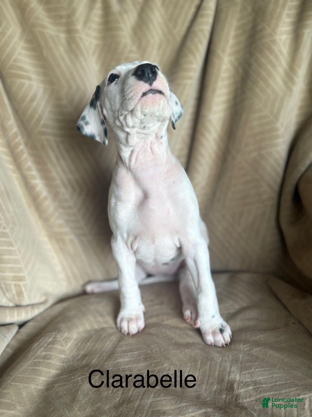 Mixed Breed dogs for sale: Samuel - Ad 22