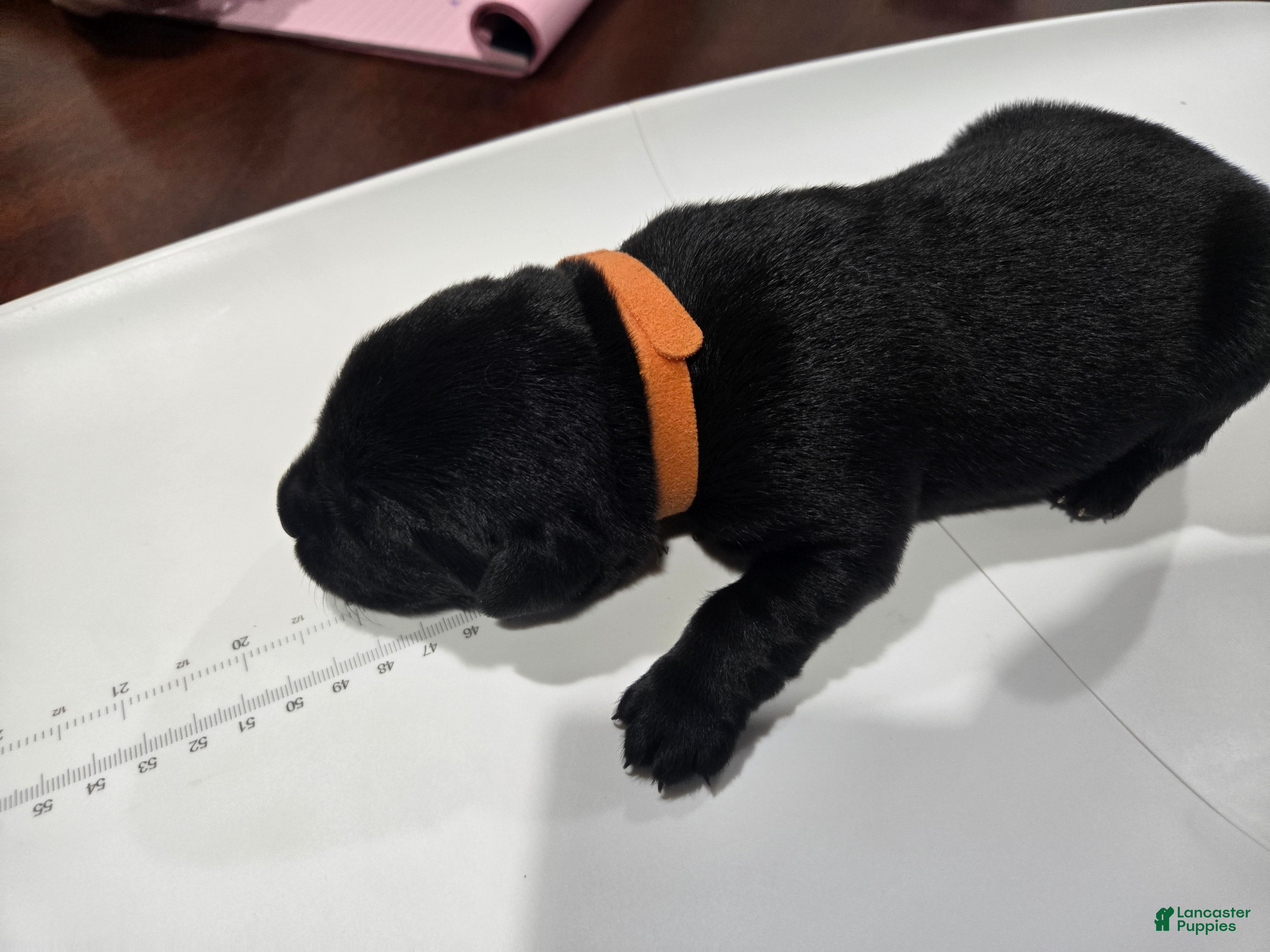 Goldador dogs Orange collar male  - Ad 15