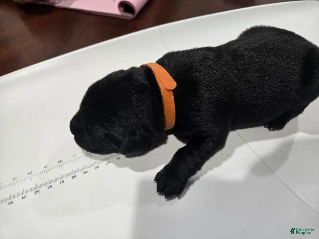 Goldador dogs for sale: Orange collar male  - Ad 2