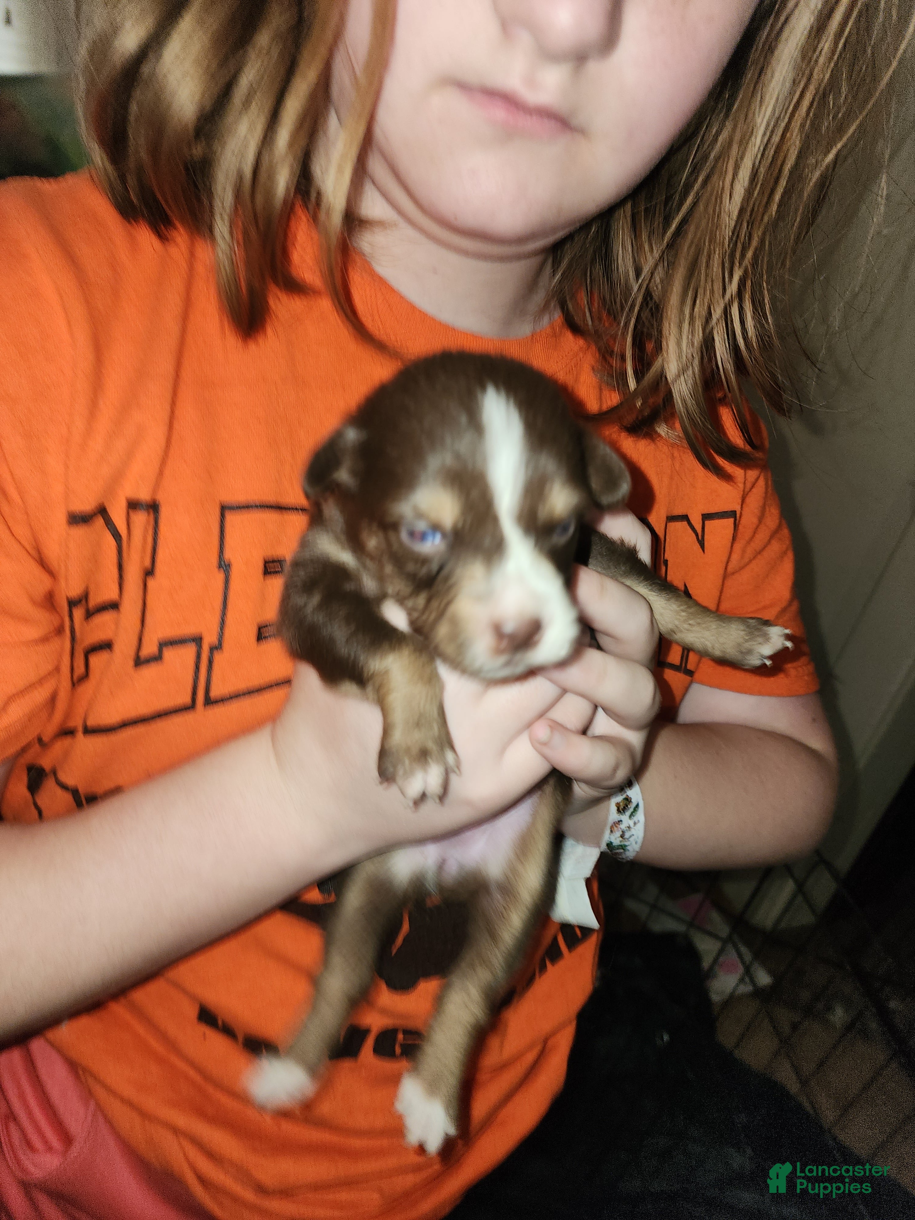 Australian Shepherd dogs Australian Shepherd Red Tri Female 1 - Ad 1